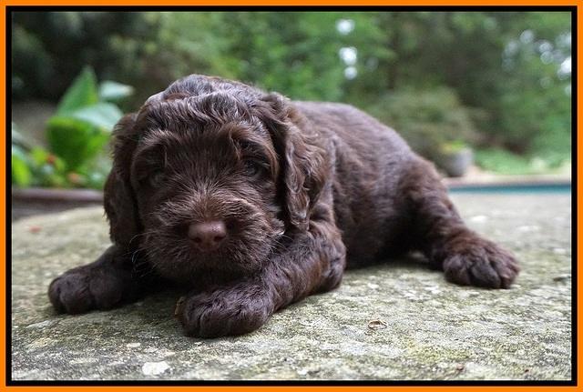 London Tucker pups 3 wk old 111