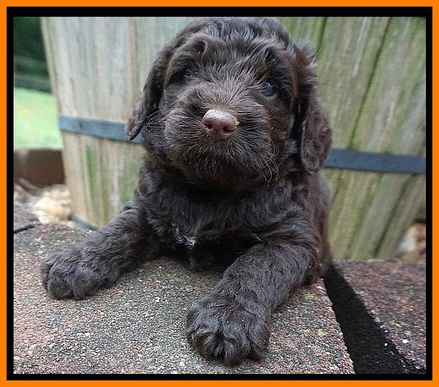 London Tucker pups 4 wk old 101