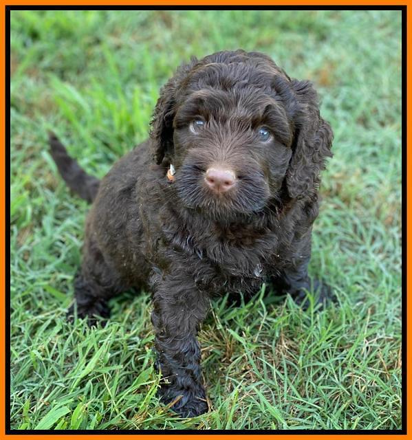 London Tucker pups 5 wk old 171