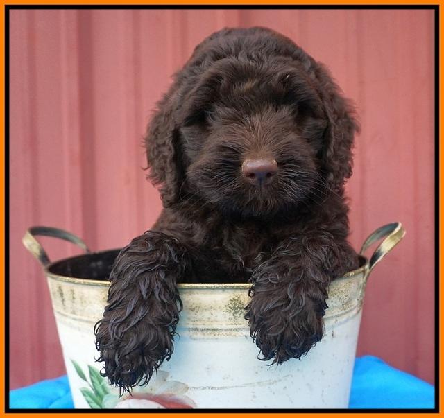 London Tucker pups 6 wk old 141