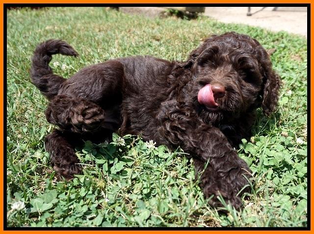 London Tucker pups 7 wks old 141