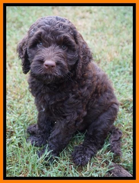 London Tucker pups 7 wks old 151