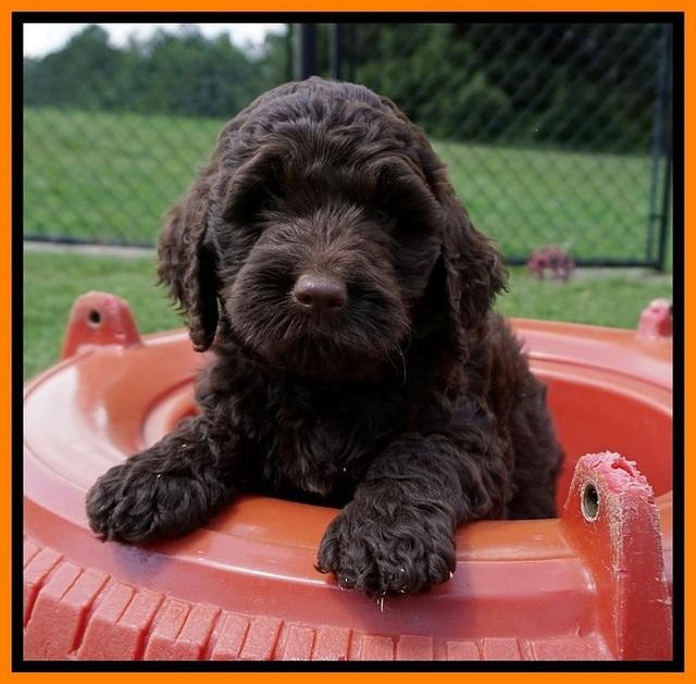 London Tucker pups 7 wks old 171