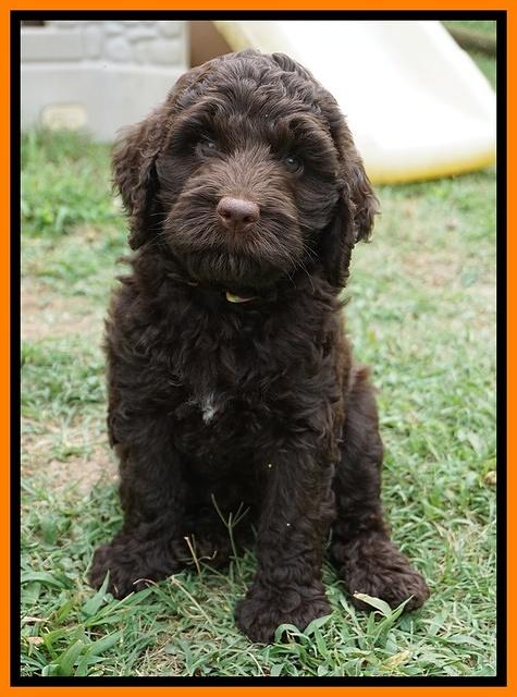 London Tucker pups 7 wks old 181