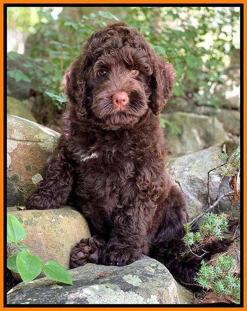 London Tucker pups 8 wks old 6100