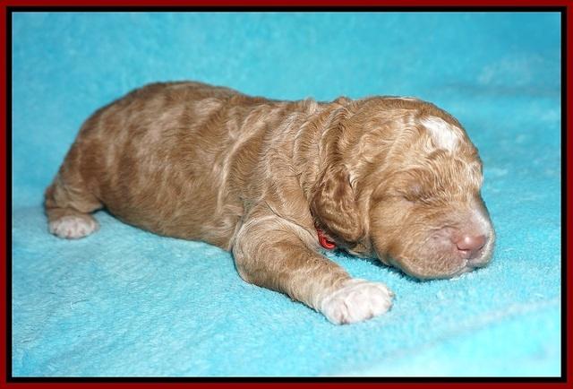 London Tucker pups 1 wk old 81
