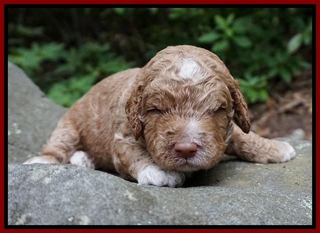 London Tucker pups 2 wk old 141