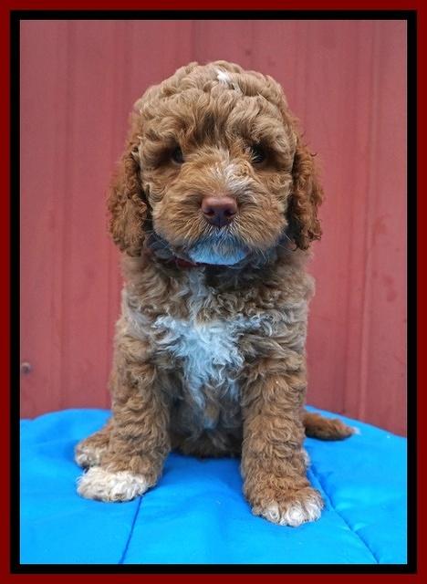 London Tucker pups 6 wk old 171