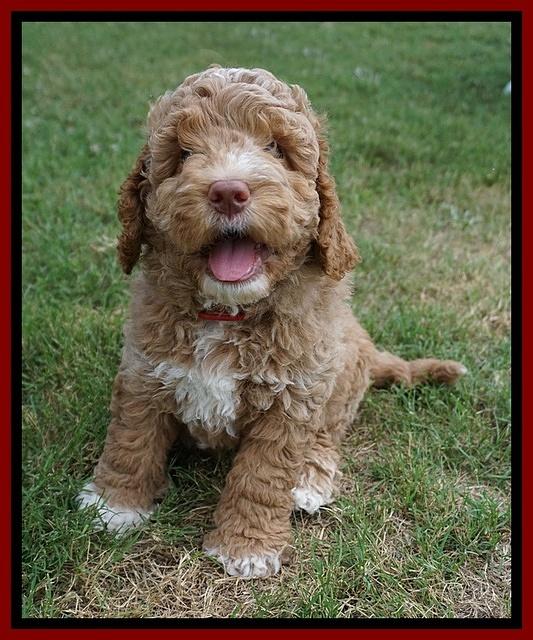 London Tucker pups 7 wks old 191