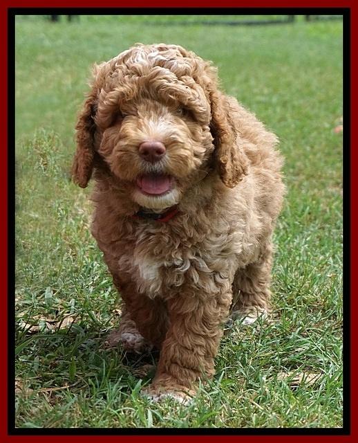 London Tucker pups 7 wks old 211