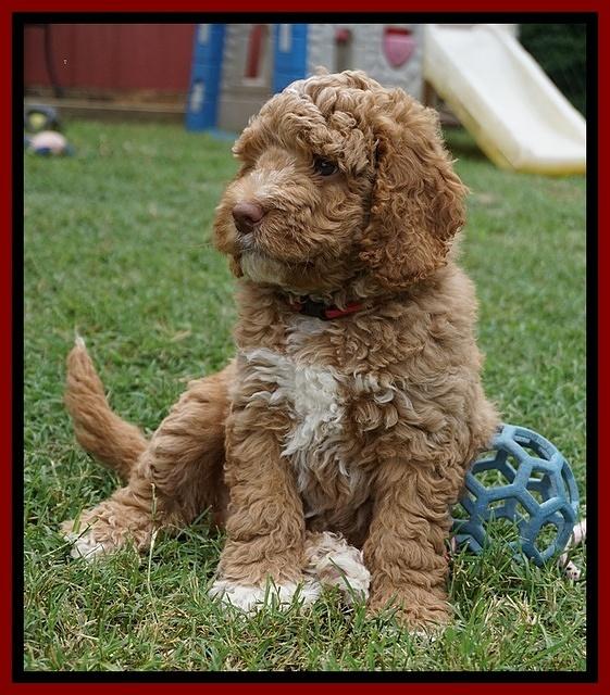 London Tucker pups 7 wks old 221