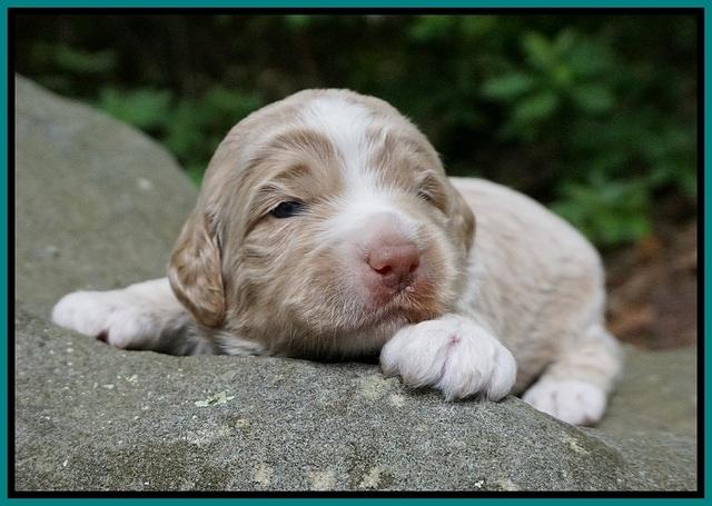 London Tucker pups 2 wk old 161