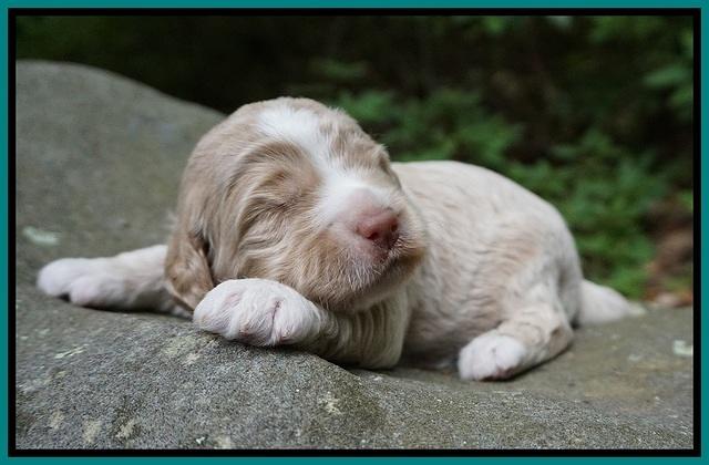 London Tucker pups 2 wk old 171