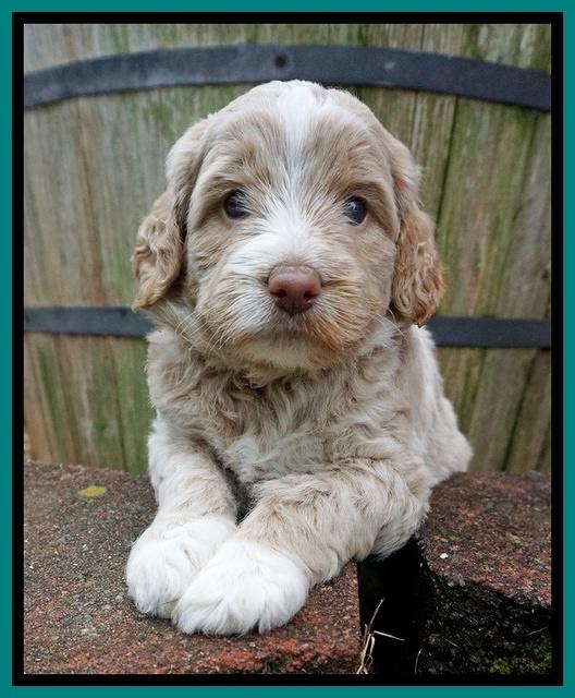 London Tucker pups 4 wk old 171