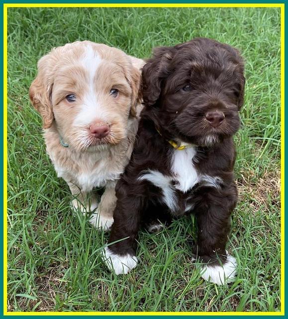 London Tucker pups 4 wk old 311