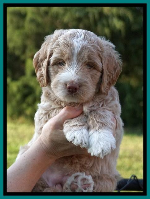 London Tucker pups 5 wk old 261