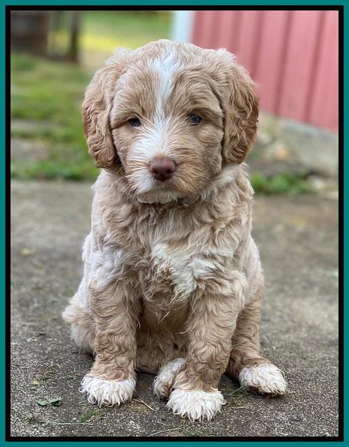 London Tucker pups 5 wk old 271