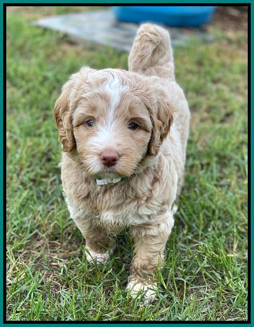 London Tucker pups 5 wk old 301