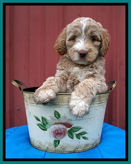 London Tucker pups 6 wk old 201