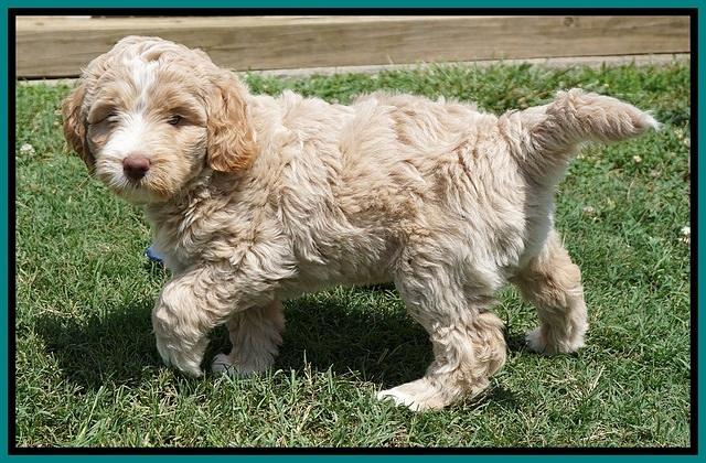 London Tucker pups 7 wks old 271