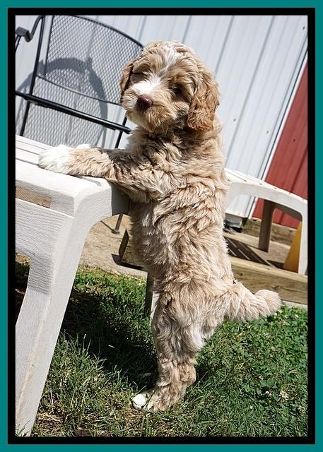 London Tucker pups 7 wks old 291