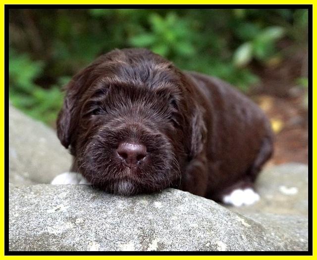 London Tucker pups 2 wk old 201