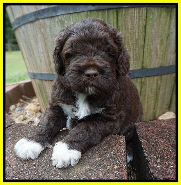 London Tucker pups 4 wk old 211