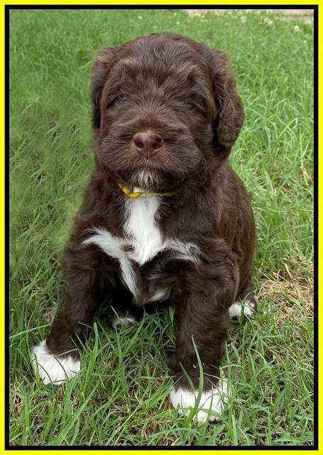 London Tucker pups 4 wk old 291