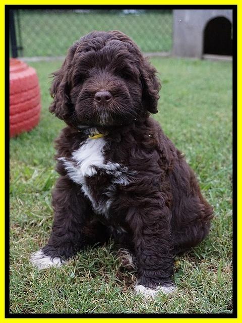 London Tucker pups 7 wks old 321