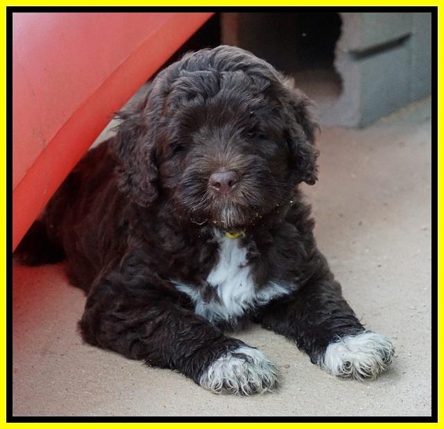 London Tucker pups 7 wks old 331