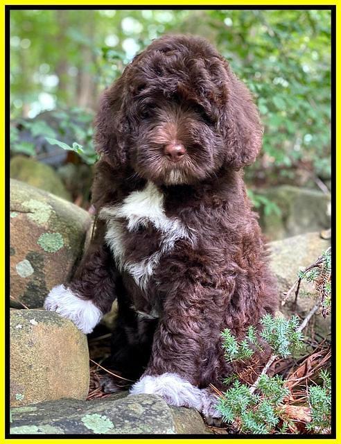 London Tucker pups 8 wks old 101