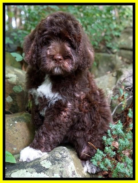 London Tucker pups 8 wks old 71