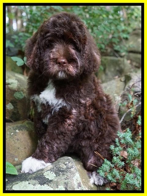 London Tucker pups 8 wks old 81