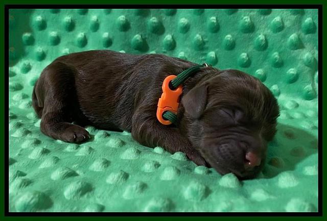 London Tucker Newborn puppies 281