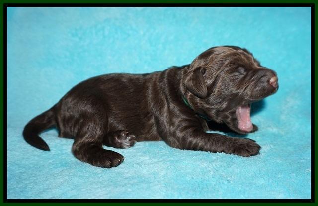 London Tucker pups 1 wk old 111