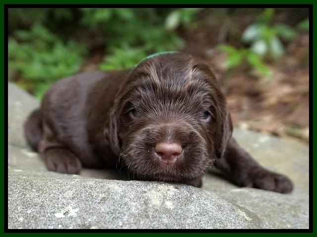 London Tucker pups 2 wk old 231