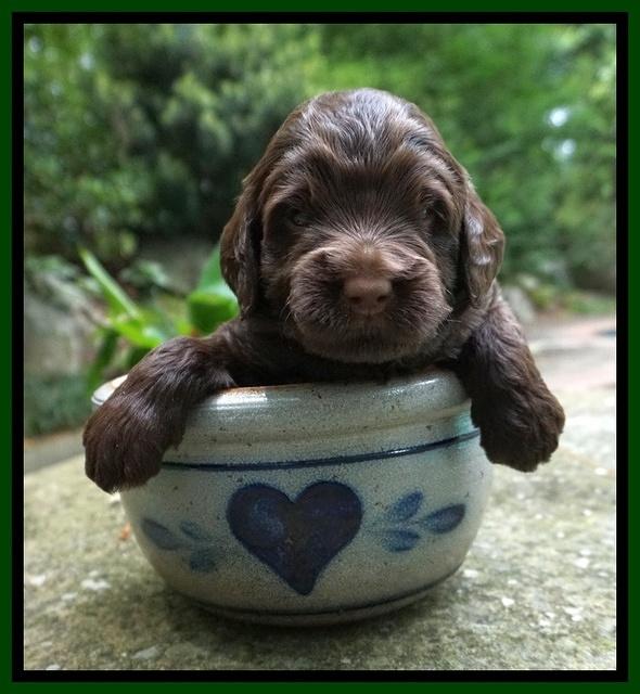 London Tucker pups 3 wk old 231