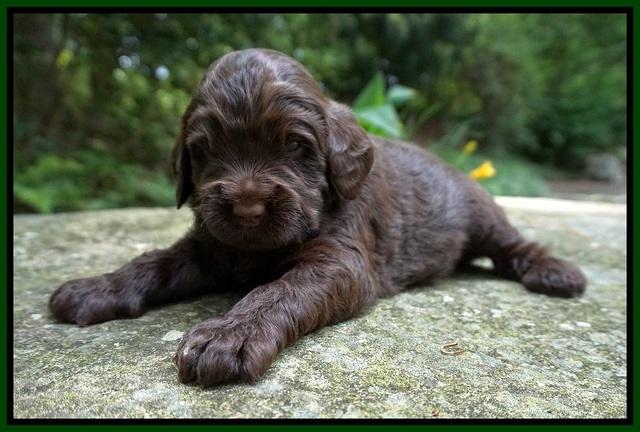 London Tucker pups 3 wk old 251