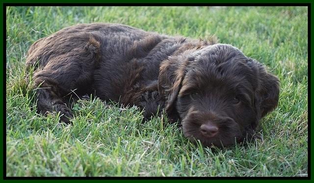 London Tucker pups 5 wk old 391