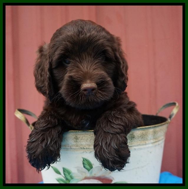 London Tucker pups 6 wk old 281