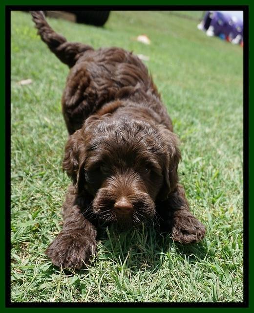 London Tucker pups 7 wks old 341