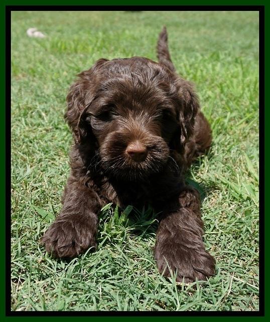 London Tucker pups 7 wks old 351