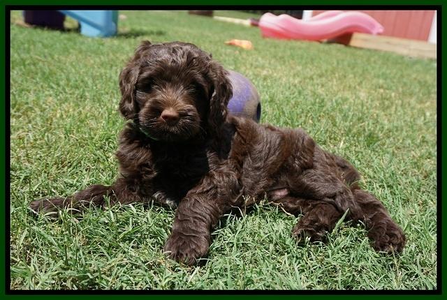 London Tucker pups 7 wks old 361
