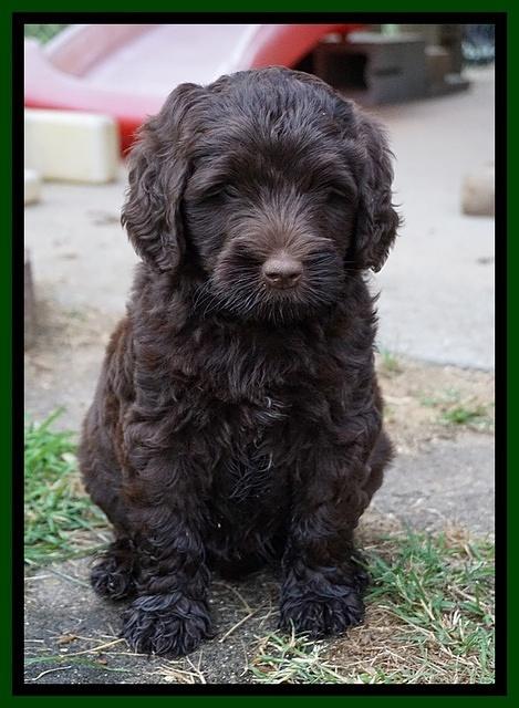 London Tucker pups 7 wks old 371