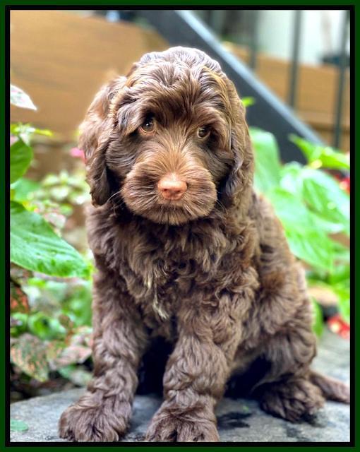 London Tucker pups 8 wks old 321