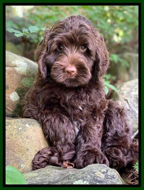 London Tucker pups 8 wks old 331