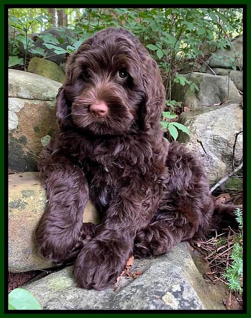 London Tucker pups 8 wks old 361