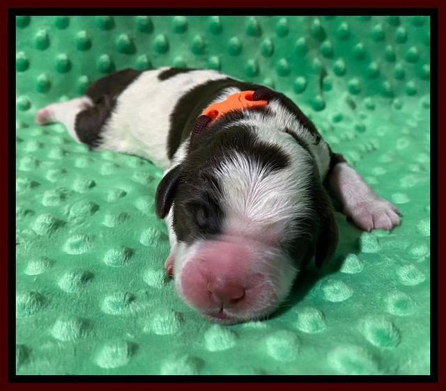 London Tucker Newborn puppies 311