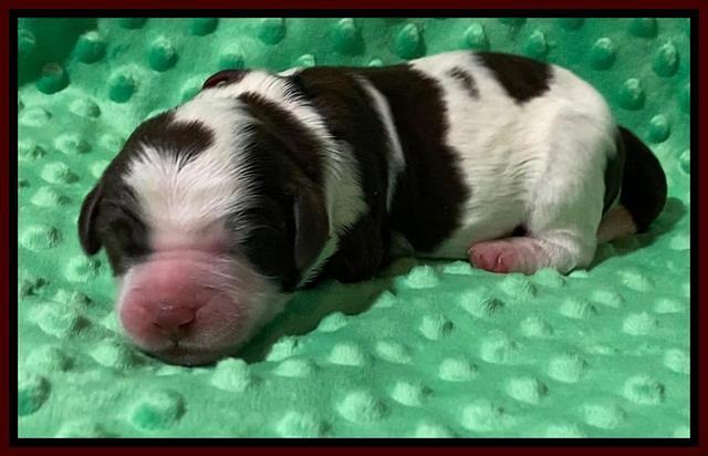 London Tucker Newborn puppies 321