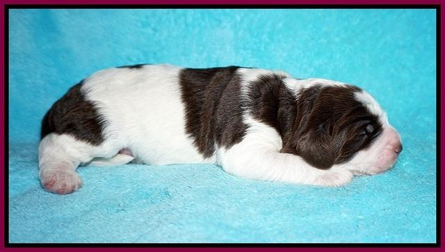 London Tucker pups 1 wk old 131